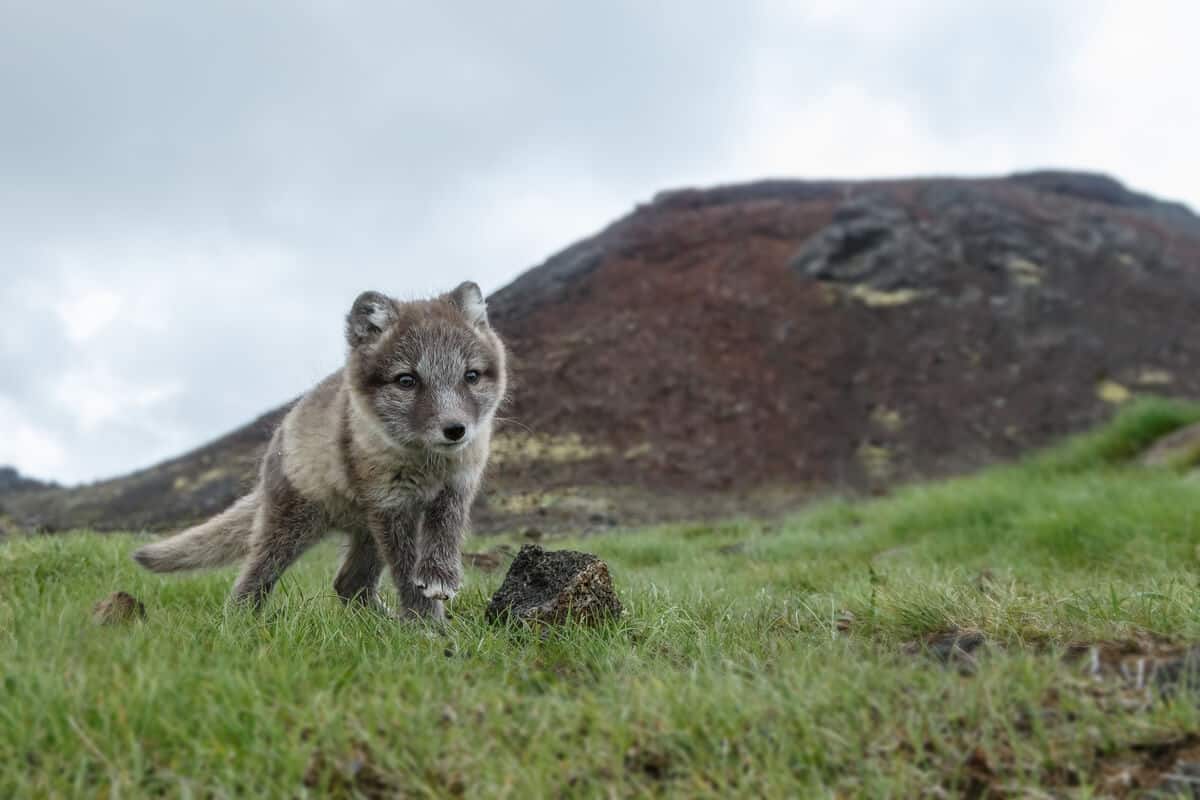 Arctic fox wildlife and animals in Iceland