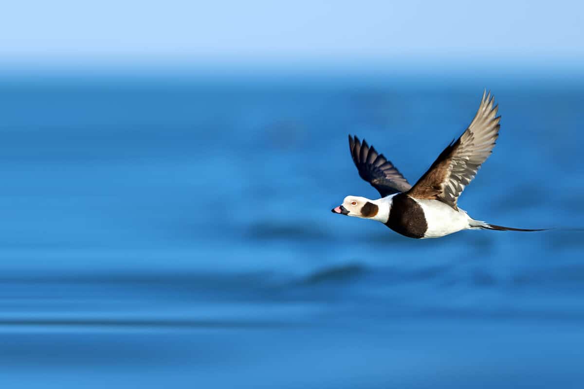 Long Tailed Duck wildlife and animals in Iceland
