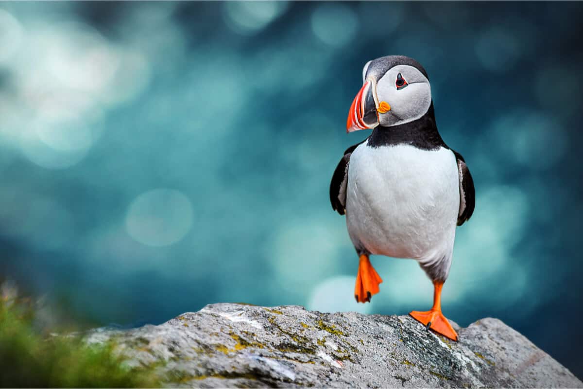 Famous puffins wildlife and animals in Iceland