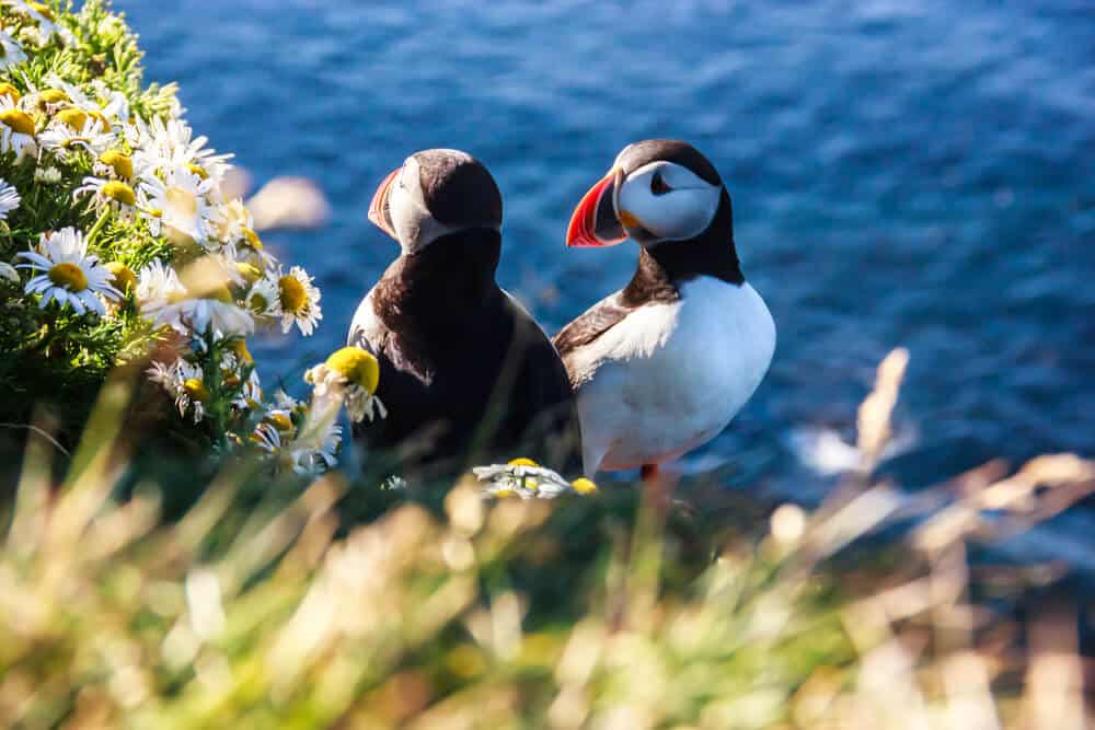 Two puffins in a colony during July in Iceland, the best time to go