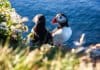 A puffin with his mate in a cliff