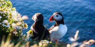 A puffin with his mate in a cliff