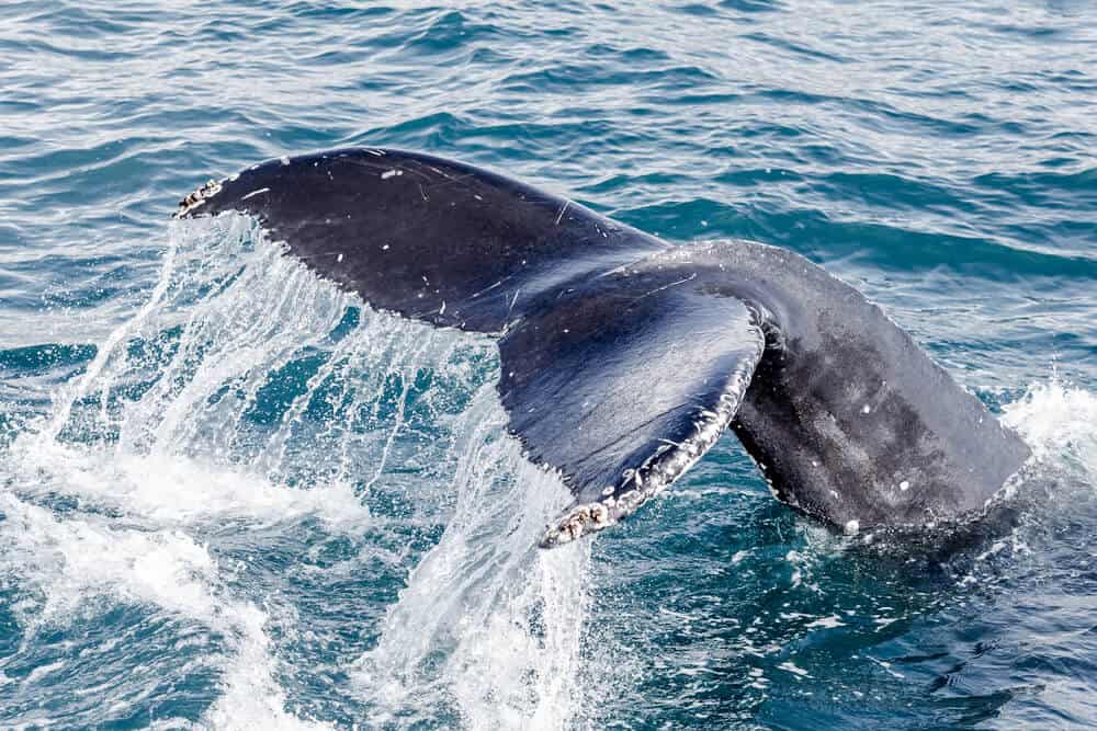 dalvik is a great port for whale watching