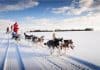 Dog sledding in Iceland