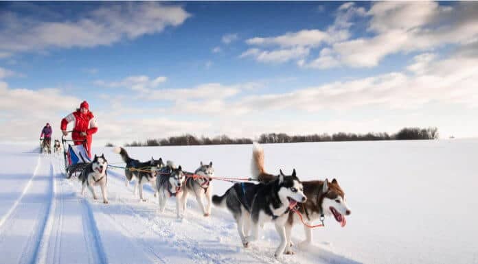 Dog sledding in Iceland
