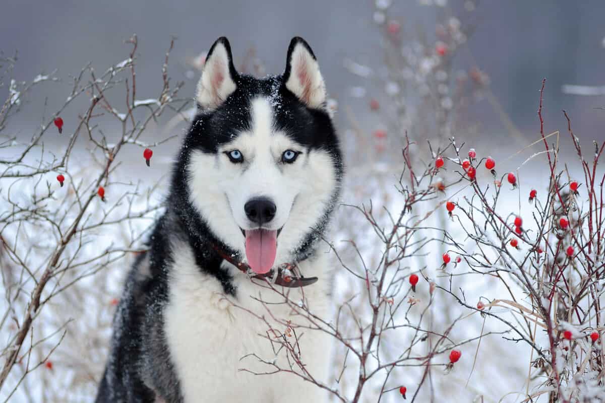 Dog sledding Iceland husky