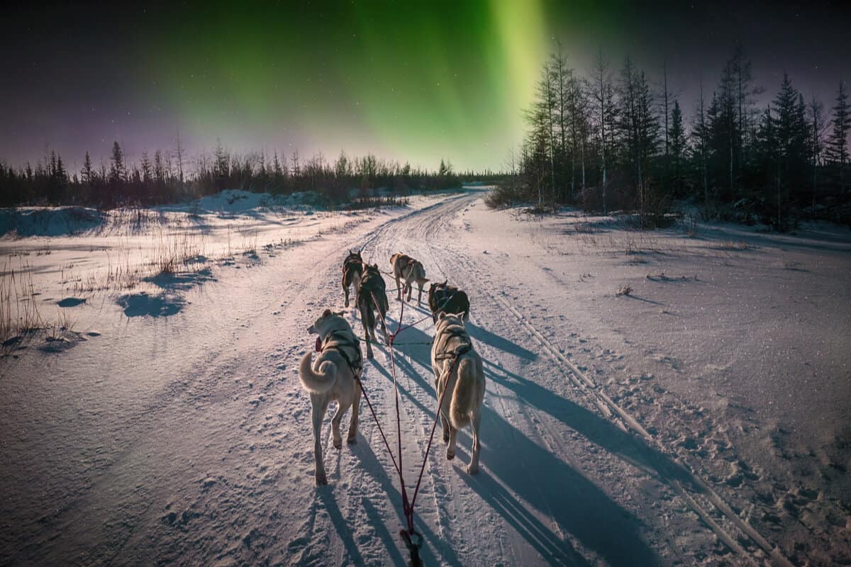 Dog sledding Iceland Northern Lights