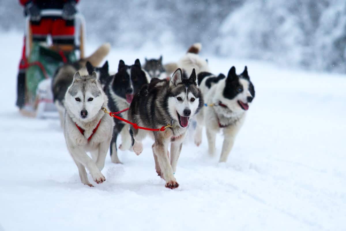 Dog sledding in Iceland