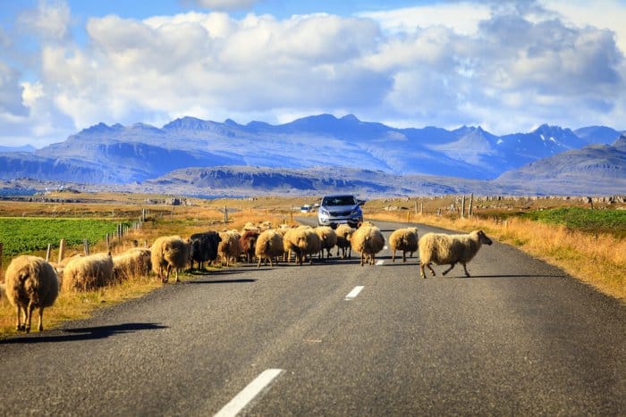 Heard of sheep in Iceland's Ring Road