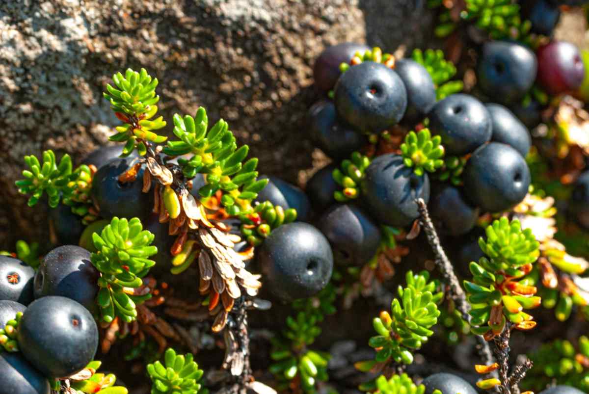 Berry picking in Iceland in the fall