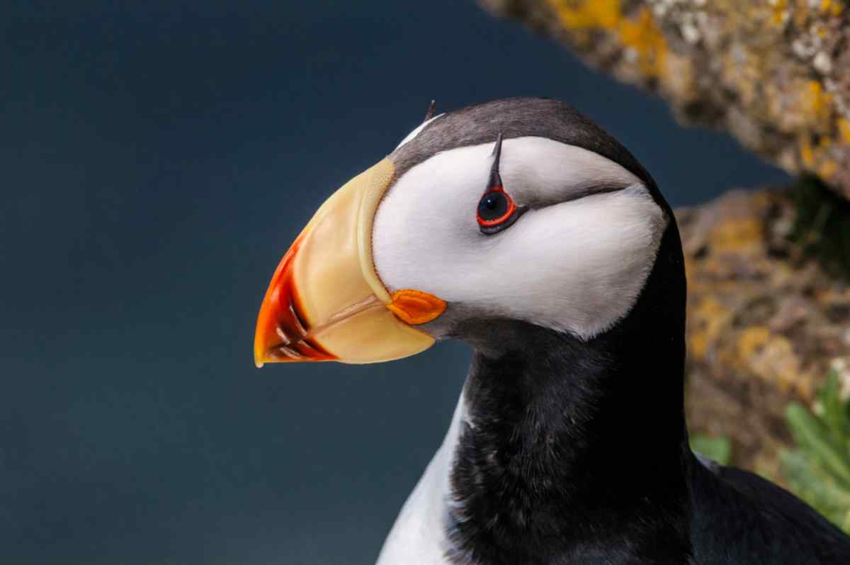 Puffins in Iceland