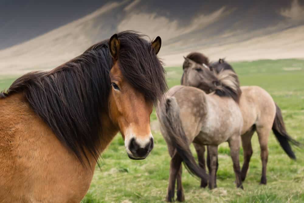 Icelandic horses are perfect for kids