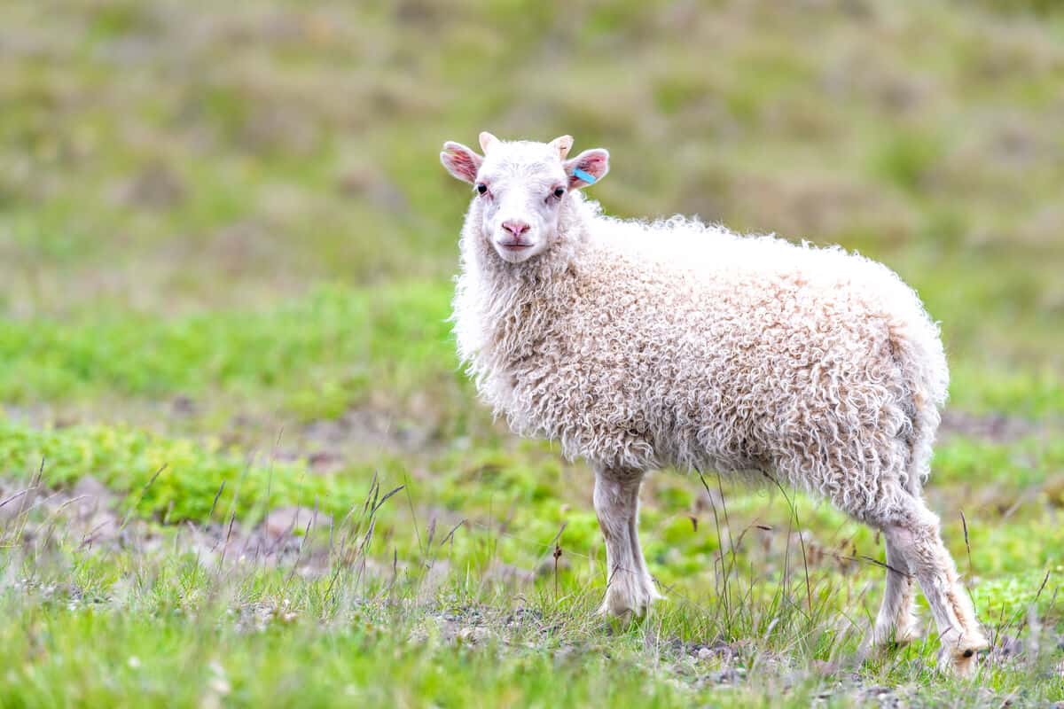 Icelandic sheep provide the wool for lopapeysa sweaters
