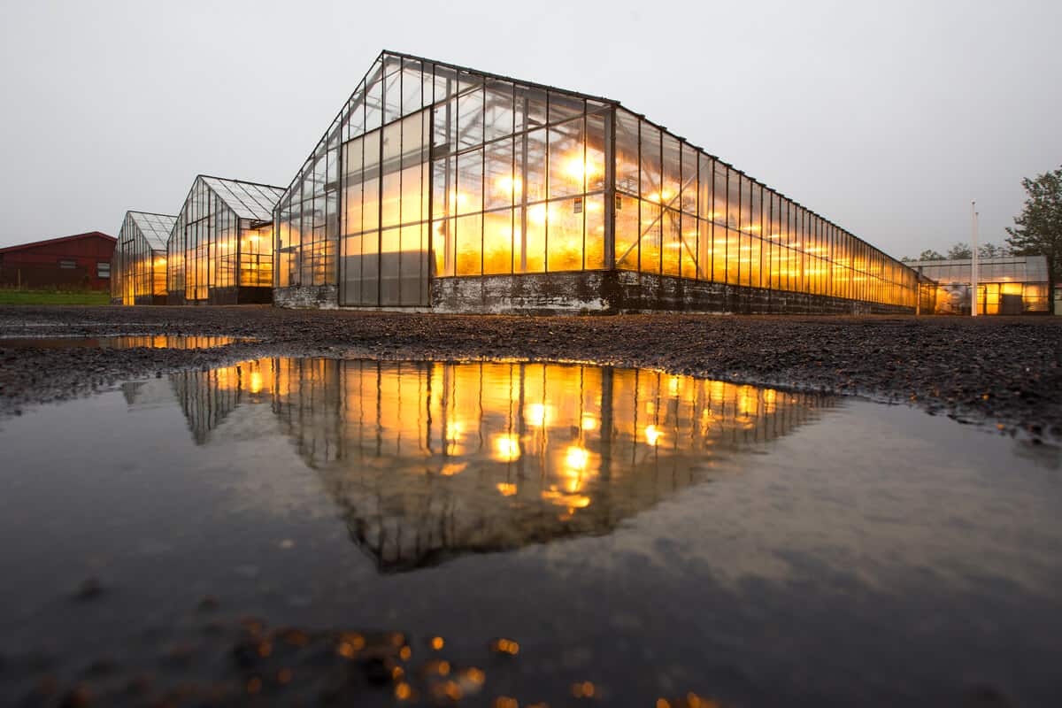 One of Iceland's major towns and cities is Hveragerdi with its greenhouse