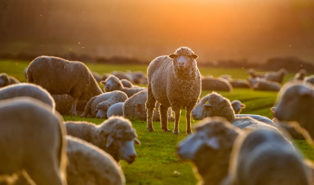 Sheep in Iceland are part of the local flora and fauna
