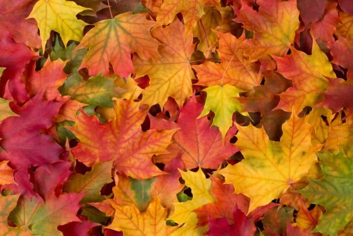 Experience the colors of fall in Iceland