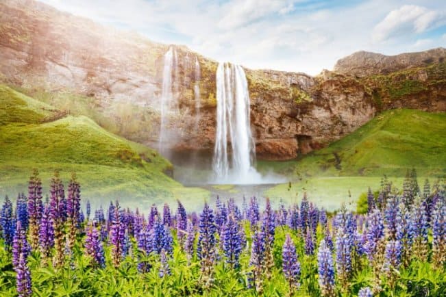 Summer wildflower in Iceland caused by warmer weather and higher temperatures