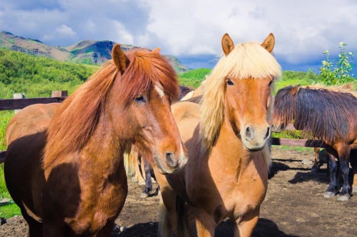 A couple of Icelandic horses with thick manes