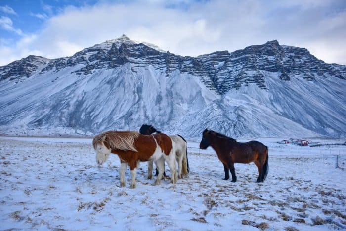 celandic horse in the wild during the winter time