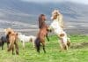 Icelandic horses in the meadows