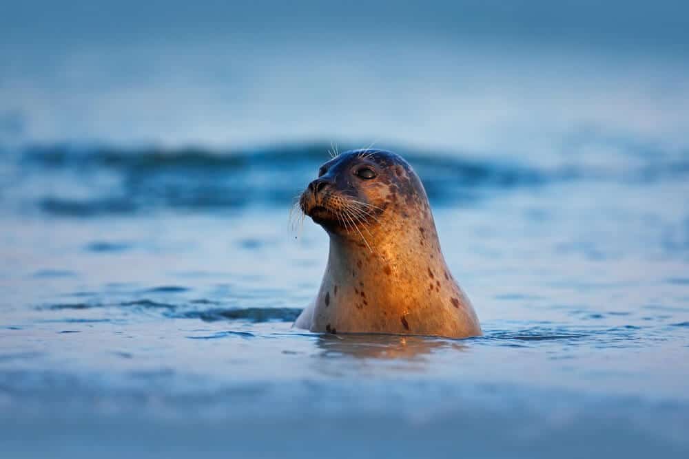 You can see Arctic seals at Iceland's Jókulsárlón Glacier Lagoon