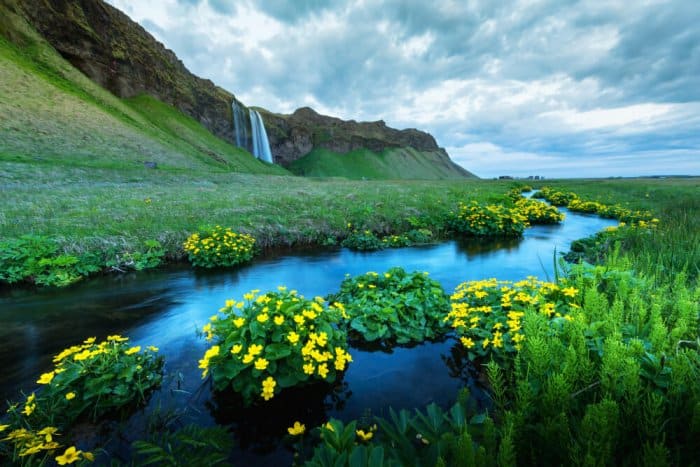 landscape blooming due to Iceland Weather in August