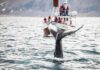 Whale watching in September