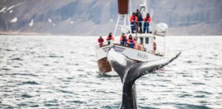 Whale watching in September