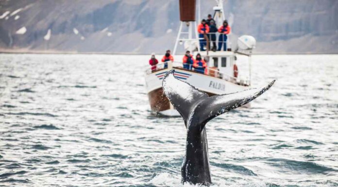 Whale watching in September