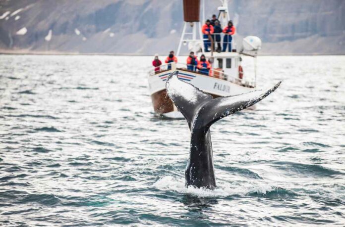 Whale watching in September