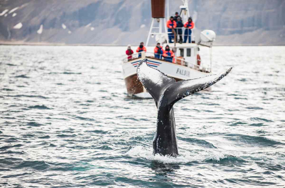 Watching whales in Iceland in february