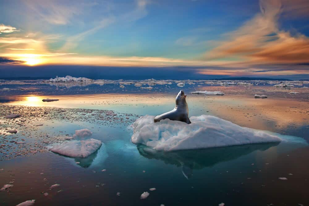 Seal on ice in Greenland during Midnight Sun in Greenland