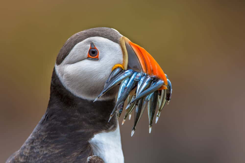 Iceland's puffin fishing in the atlantic ocean