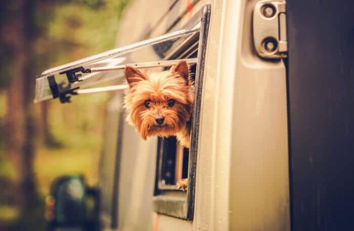 Pet Friendly Iceland Campsites
