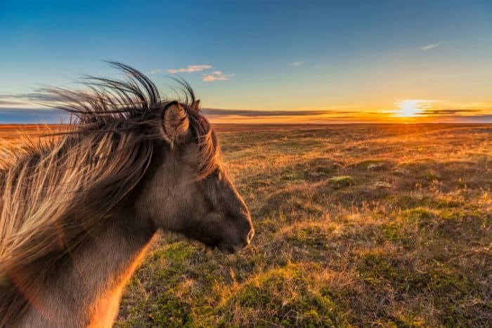 Icelandic horse on a farm in Snaefellsnes peninsula