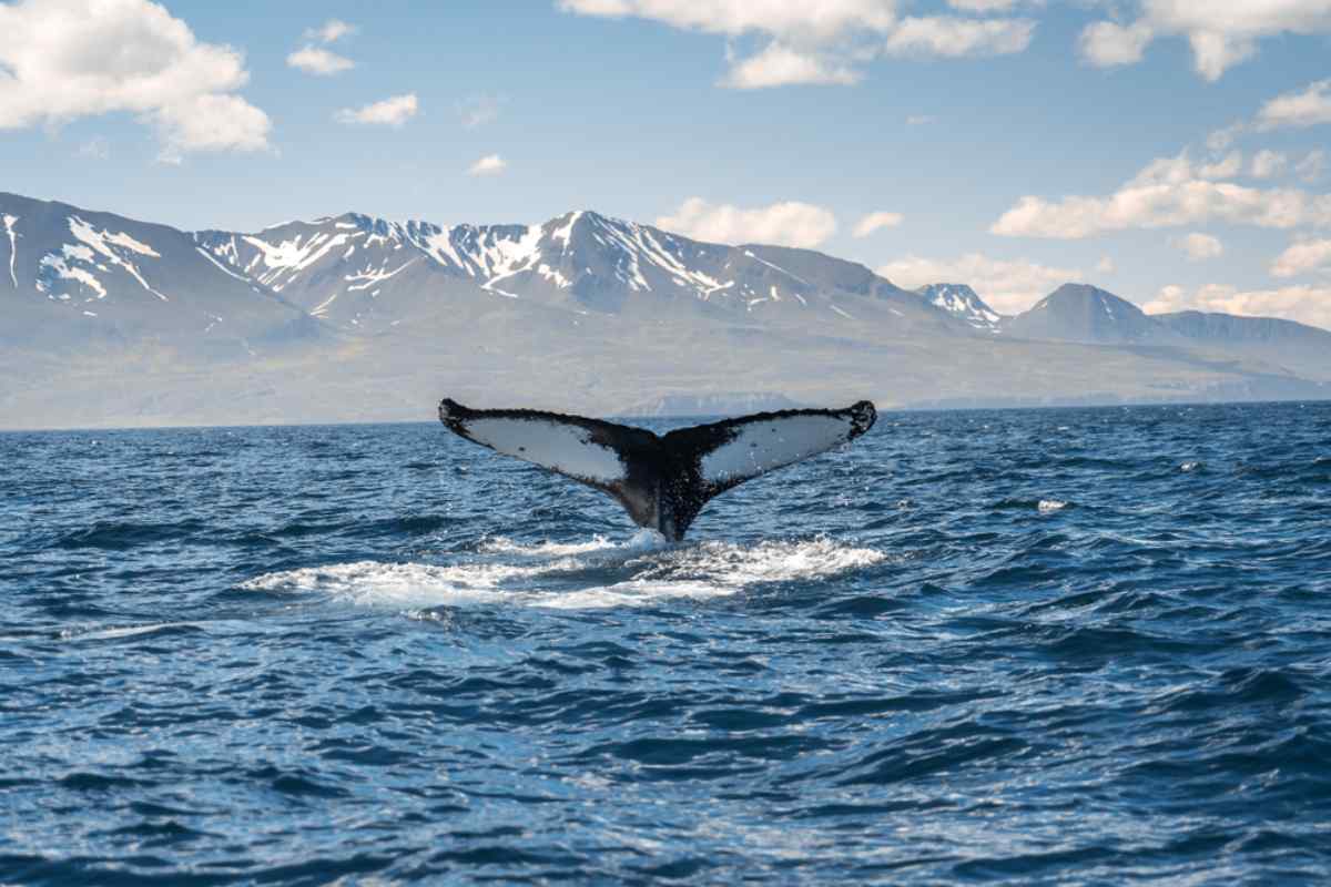 Whale watching in south Iceland