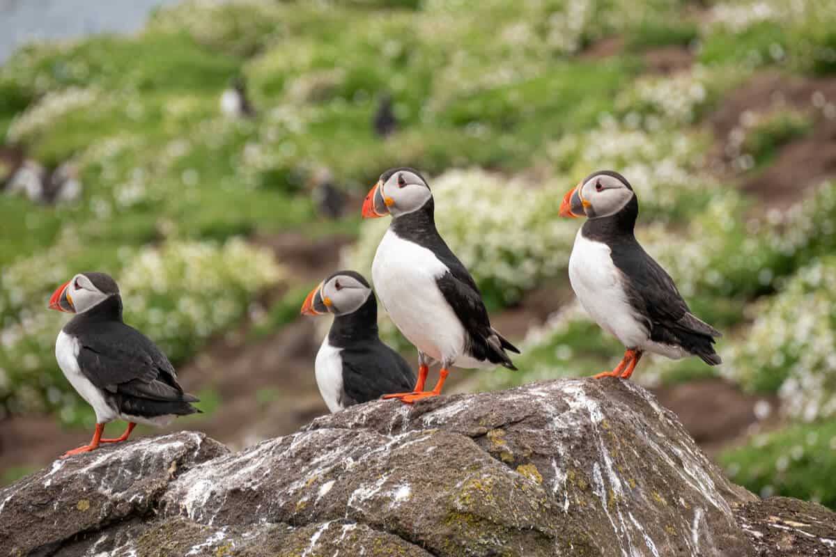 Videy Island puffins