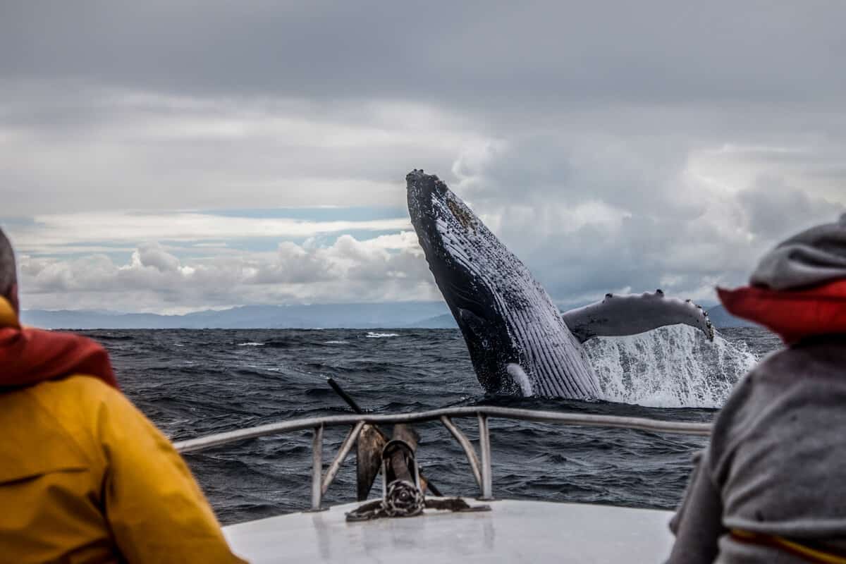 Whale watching in Iceland near Húsavik