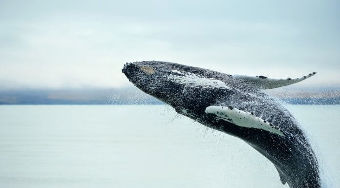Whale watching in Iceland near Húsavik