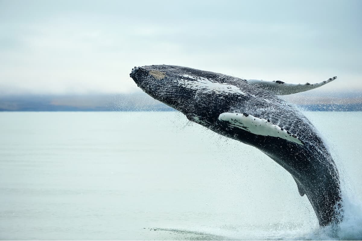 Whale watching in Iceland near Húsavik
