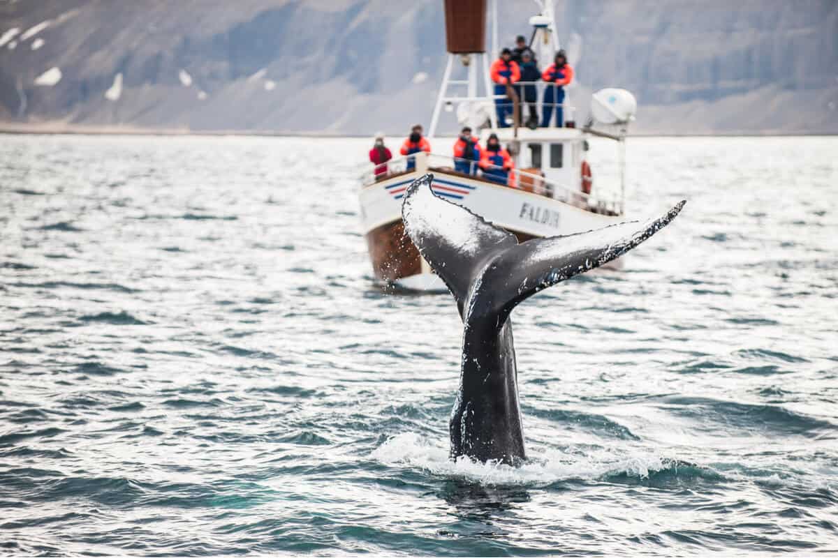 Whale watching in Iceland of the coast of Húsavik