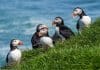 Group of puffins wildlife and animals in Iceland