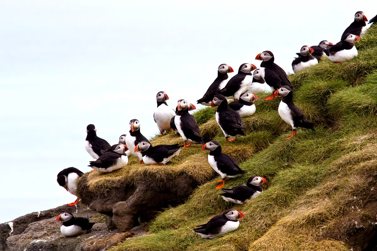 A group of puffins perched on a grassy hill overlooking the sea. Their black and white feathers and distinctive orange beaks stand out against the lush green backdrop of Iceland’s coastal cliffs.