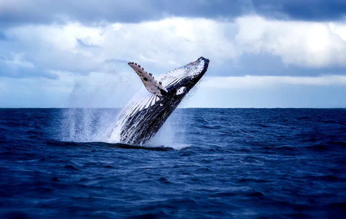 Whale watching in July
